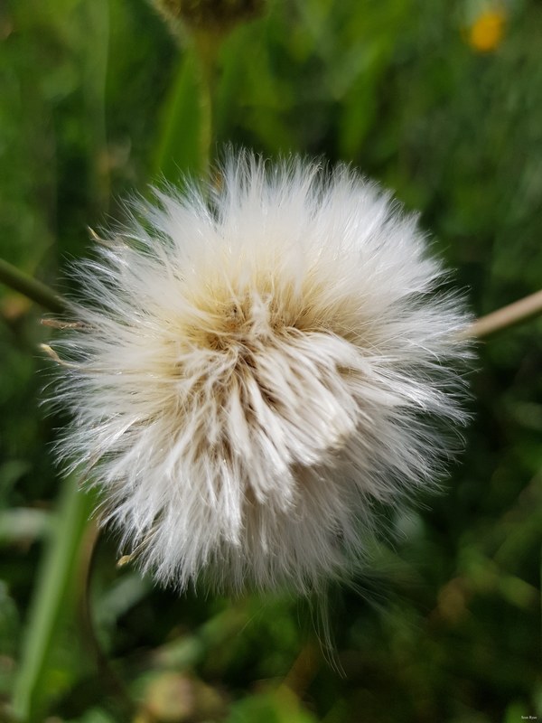 More Wild Flowers Of The Netherlands - 12-dandelion_Flower_Dandelion-4.2Mb--2020-07-10 14.32.19